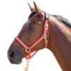 Shires Topaz Leather Breakaway Nylon Halter - Orange 1 Shires Topaz Leather Breakaway Nylon Halter - Orange -Ovation Store 412026 800 800