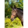 Shires Avignon Middleburg Bridle - Havana -Ovation Store 420053 800 800