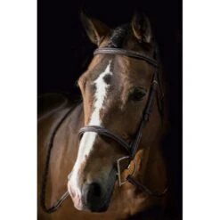Pessoa PRO Fancy Stitched Raised Bridle - Dark Brown 4 Pessoa PRO Fancy Stitched Raised Bridle - Dark Brown -Ovation Store 435220 800 800