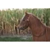 Western Rawhide Basketweave Pony Bridle With Reins - Chestnut