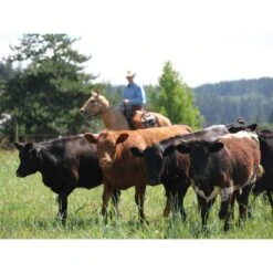 Toklat RanchBoss Western Fleece Cinch - Brown -Ovation Store 547719 800 800